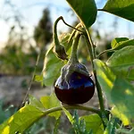 Фермерский дом Tenuta Di Paternostro